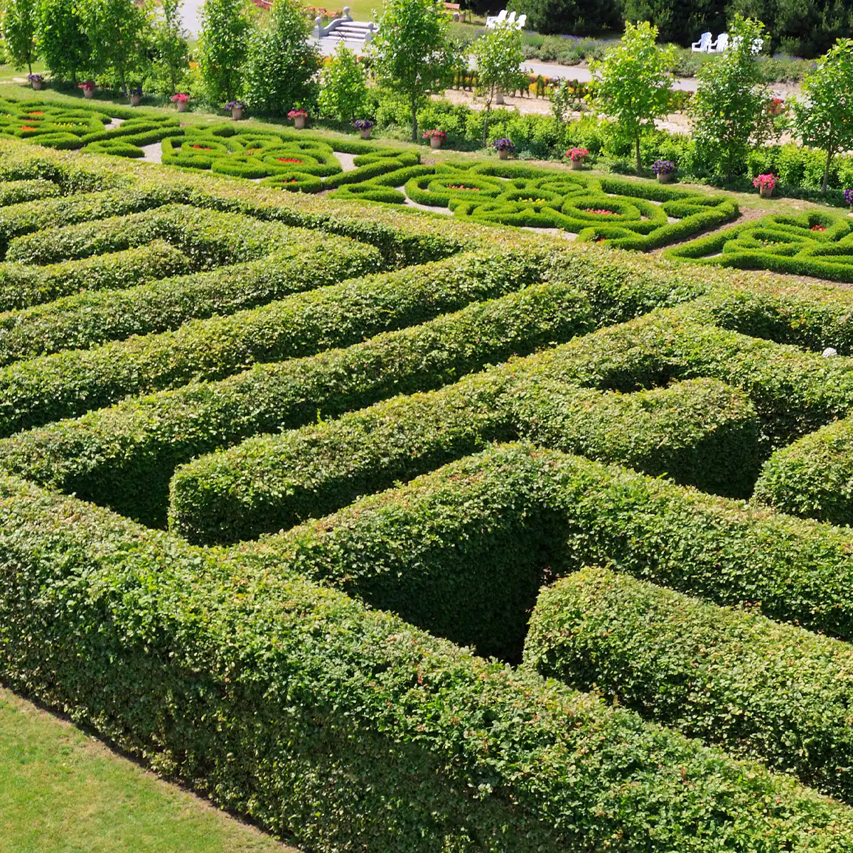 Labyrinthes Végétaux : Activité Ludique et Éducative en Essor